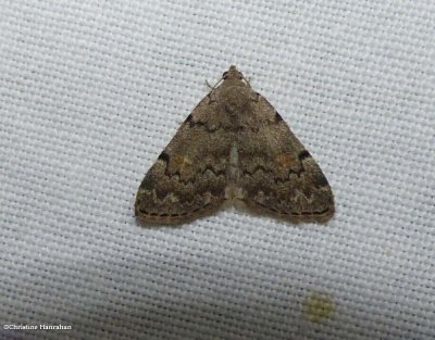 Common idia  (Idia aemula)