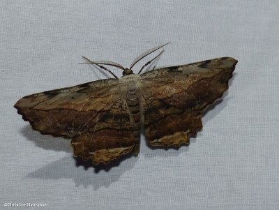 Common lytrosis moth (Lytrosis unitaria)