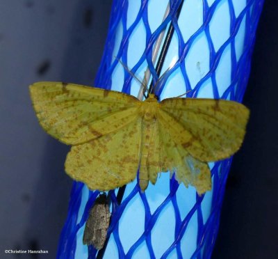 Crocus geometer moth (Xanthotype)