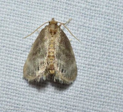 Elegant tailed slug moth  (Packardia elegans), #4661