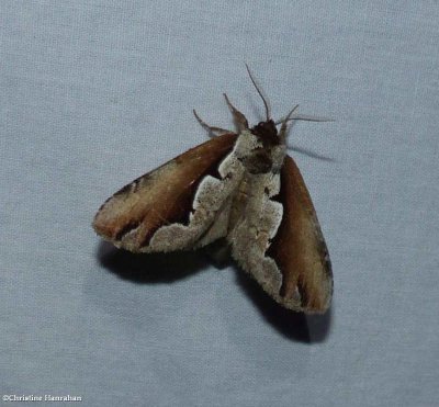 Double-toothed prominent moth  (Nerice bidentata)