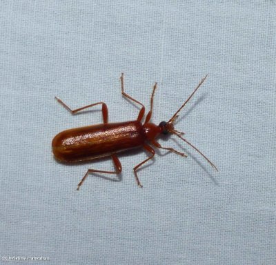 Fire-colored beetle (Dendroides concolor)