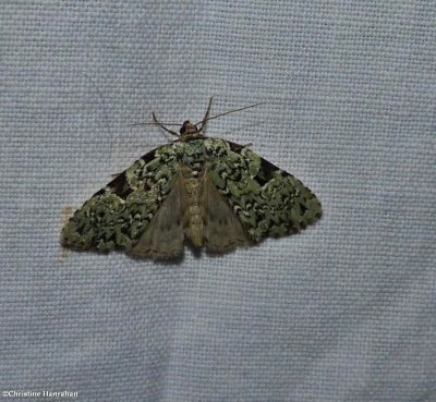 Green leuconycta moth (Leuconycta diphteroides)