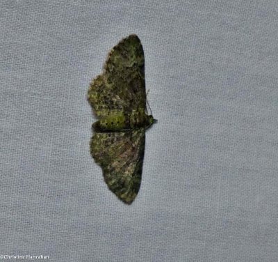 Green pug moth (Pasiphila rectangulata)