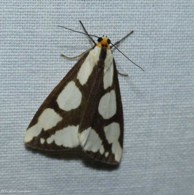Haploa moth (Haploa sp.)