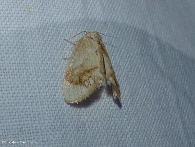 Jewelled tailed slug moth  (Packardia geminata), #4659