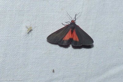 Joyful virbia (Virbia laeta)