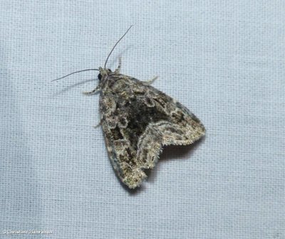 Large mossy lithacodia (Protodeltote muscosula)