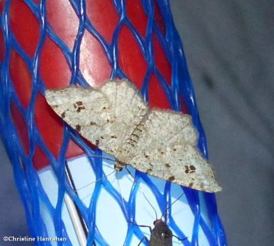 Geometrid moth (Macaria sp.)