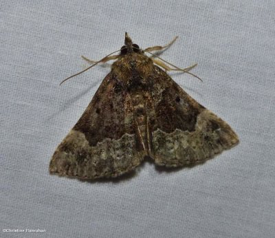Mottled snout (Hypena palparia)