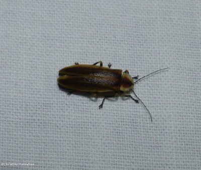 Firefly (Photuris)
