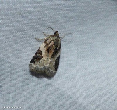 Pink-barred pseudestrotia   (Pseudestrotia carneola)