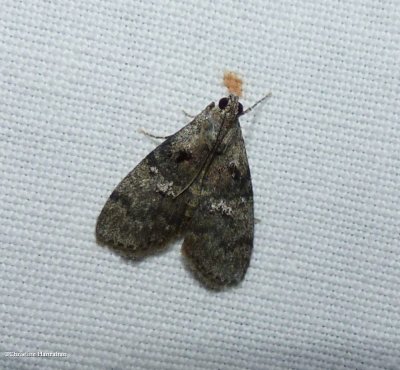 Pyralid moth  (Pococera)