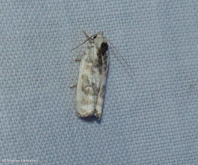 Schlaeger's fruitworm moth  (Antaeotricha schlaegeri)