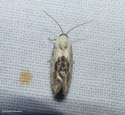 Small bird-dropping moth (Ponometia erastrioides)