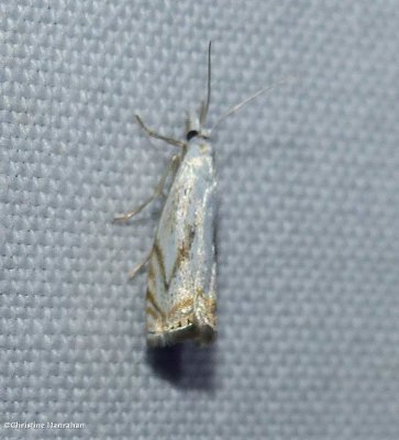 Small white-grass-veneer moth  (Crambus albellus)