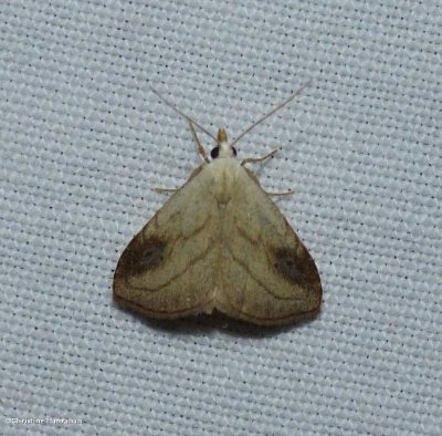 Spotted grass moth  (Rivula propinqualis)
