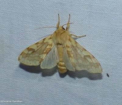 Spotted tussock moth (Lophocampa maculata)