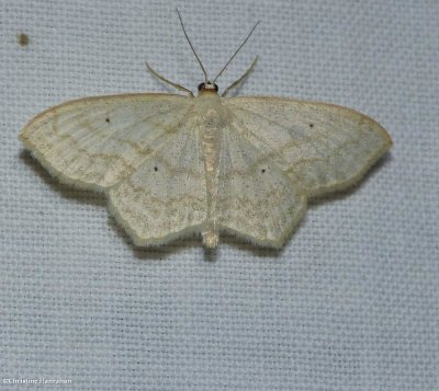 Large lace border moth (Scopula limboundata), #7159