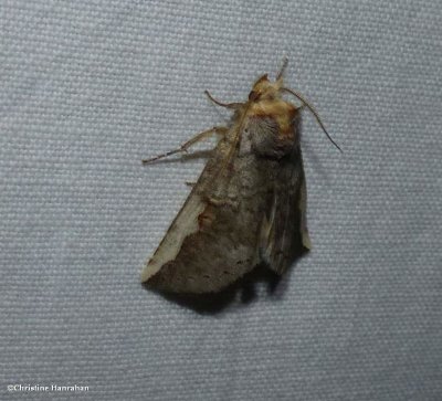Prominent moth (Symmerista sp.)