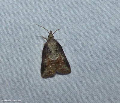 Tufted apple bud moth  (Platynota idaeusalis)