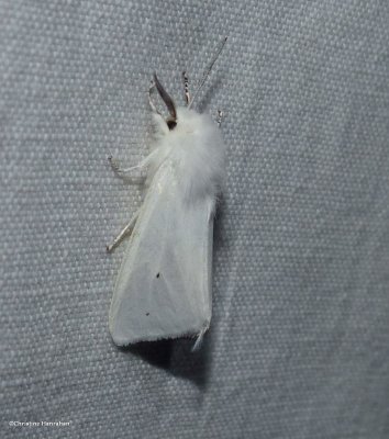 Virginian tiger moth (Spilosoma virginica)
