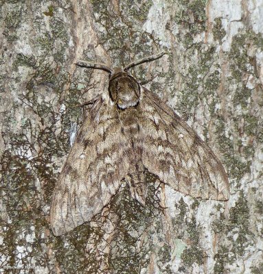 Waved sphinx  (Ceratomia undulosa), #7787