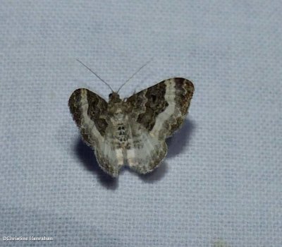 White-banded toothed carpet moth  (Epirrhoe alternata)
