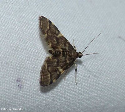 Yellow-spotted webworm moth  (Anageshna primordialis)