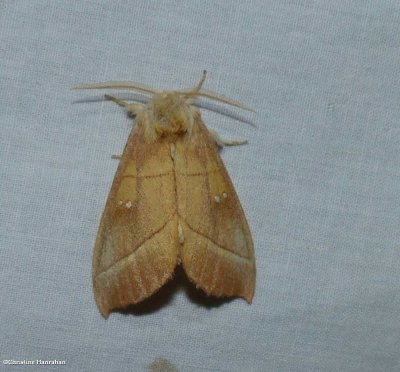 White-dotted prominent moth  (Nadata gibbosa)