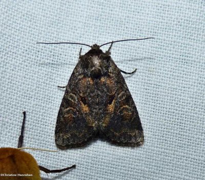 Disparaged arches moth (Orthodes detracta), #10288