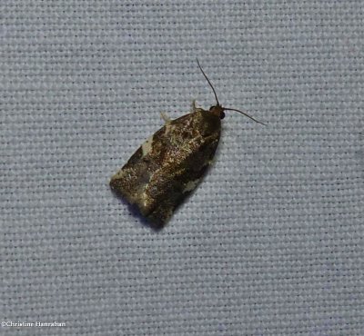 Fruit-tree leafroller moth  (Archips argyrospila)