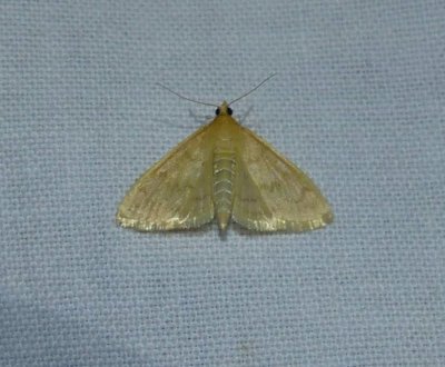 Crambid snout moth (Hahncappsia)