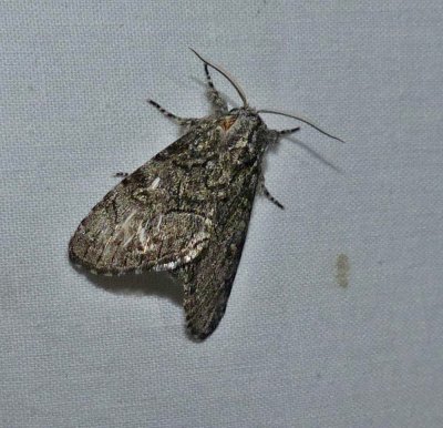 Brother moth (Raphia frater)