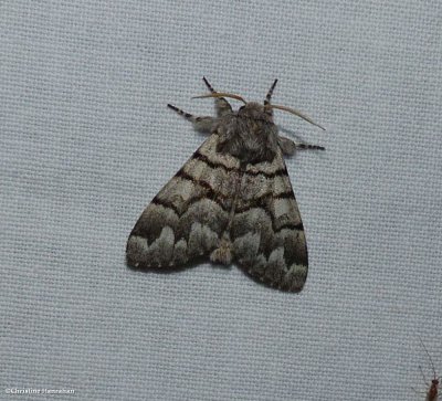 Eastern panthea moth (Panthea furcilla)