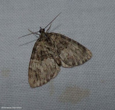 Geometrid moth (Hydriomena)
