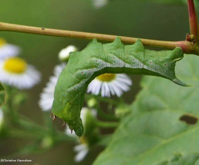 Virginia creeper sphinx moth caterpillar  (Darapsa myron), #7885