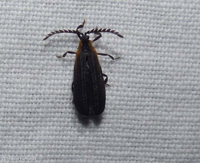 Net-winged beetle (Leptoceletes basalis)