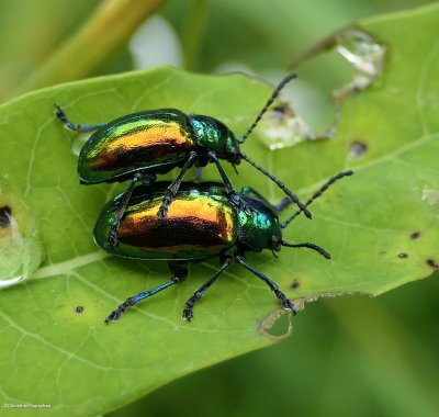 Dogbane beetle  (<em>Chrysochus auratus</em>)