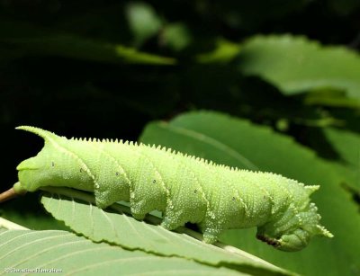 Elm sphinx moth caterpillar   (Ceratomia amyntor), #7786