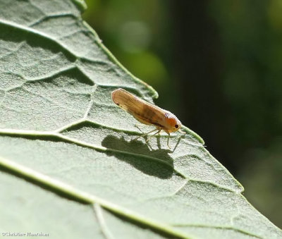 Derbid Planthopper (<em>Omolicna uhleri</em>)