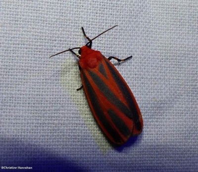 Scarlet-winged lichen moth  (<em>Hypoprepia miniata</em>), #8089