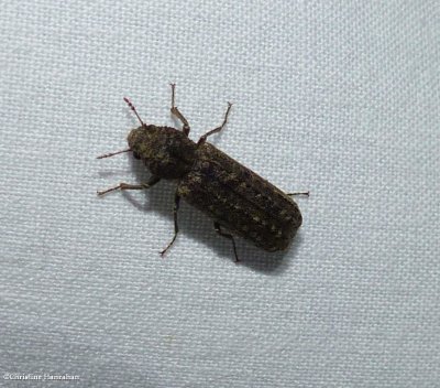 Auger beetle (<em>Lichenophanes bicornis</em>)