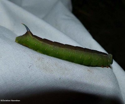 Hummingbird sphinx moth caterpillar (Hemaris thysbe), #7853