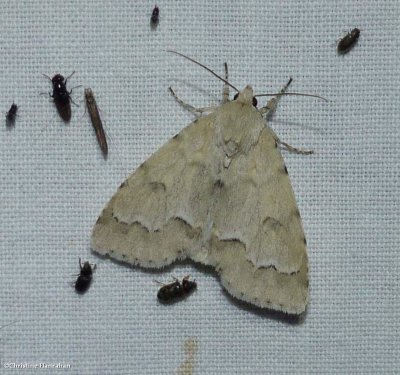 Unmarked dagger moth (<em>Acronicta innotata</em>), #9207