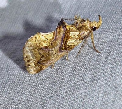 Moonseed moth  (<em>Plusiodonta compressipalpis</em>), #8534