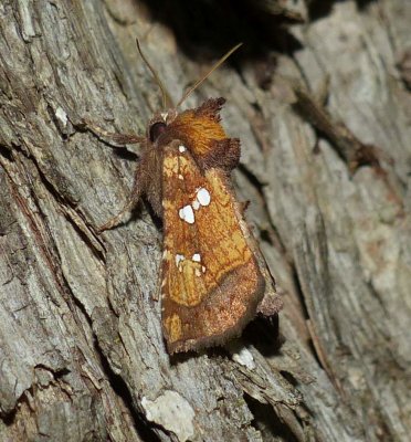 Northern burdock borer moth  (<em>Papaipema arctivorens</em>), #9471