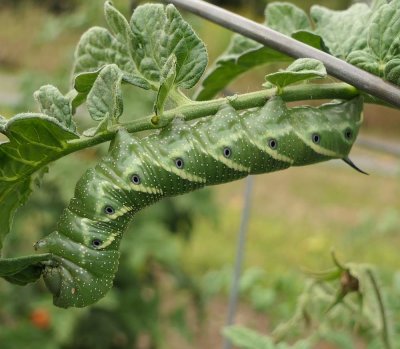 Tomato hornworm caterpillar (Manduca quinquemaculata), #7776