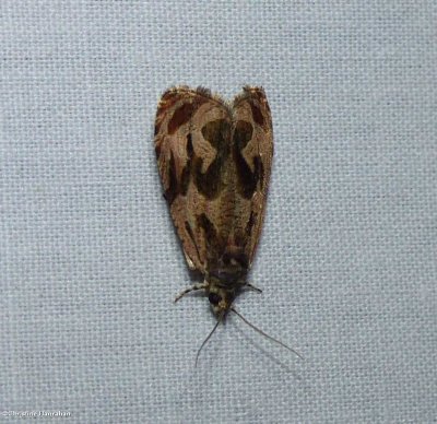 Tortricid moth (<em>Olethreutes</em>)