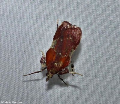 Boxwood leaftier moth  (<em>Galasa nigrinodis</em>), #5552